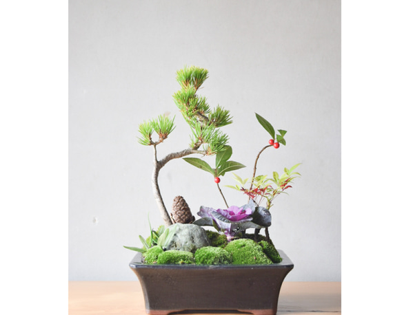 ☆お正月特別価格☆黒松 盆栽② 【公式通販】