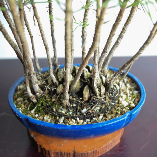 黒松 [寄せ植え] 小品盆栽 黒松寄せ植え 小枝に針金掛け | 楽しく 盆栽