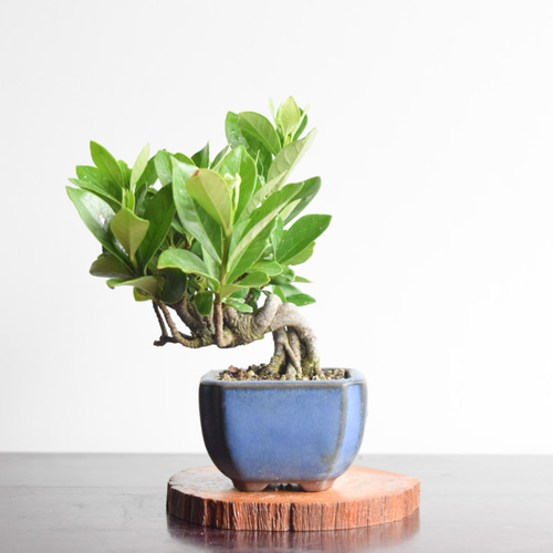 クチナシ盆栽(1) 盆栽：実成梔子(くちなし) 現品*クチナシ