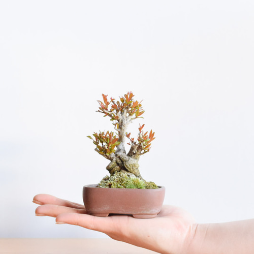 ネジカンザクロ no.89 その他インテリア雑貨 盆栽やす 通販 8962214