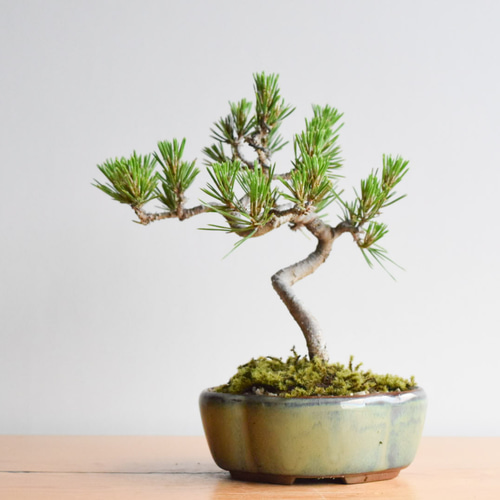 黒松 no.248 その他インテリア雑貨 盆栽やす 通販 9389399｜Creema