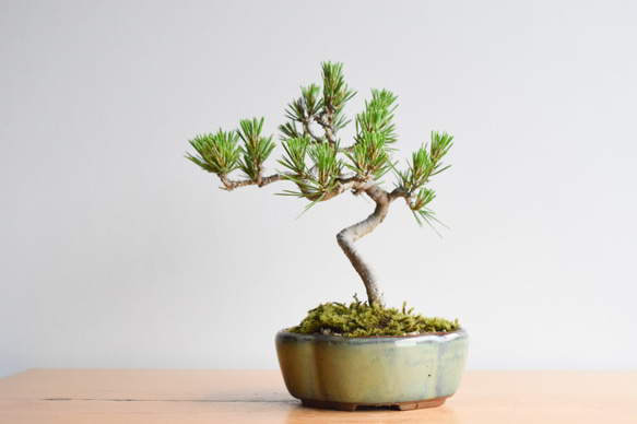 黒松 no.248 その他インテリア雑貨 盆栽やす 通販 9389399｜Creema