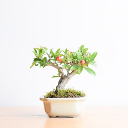 三河盆栽　ネジカンザクロ　盆栽 三河盆栽 ネジカンザクロ 盆栽 三河盆栽 ネジカンザクロ 盆栽 ネジ幹