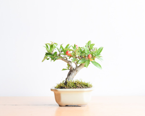 ネジカンザクロ no.279 その他インテリア雑貨 盆栽やす 通販 9495615