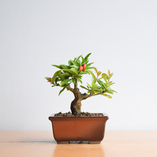 三河盆栽　ネジカンザクロ　盆栽 盆栽 ネジカンザクロ/盆栽、多肉植物、塊根植物、観葉植物通販