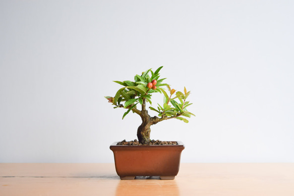 父の日ギフト】ネジカンザクロ no.325 その他インテリア雑貨 盆栽やす