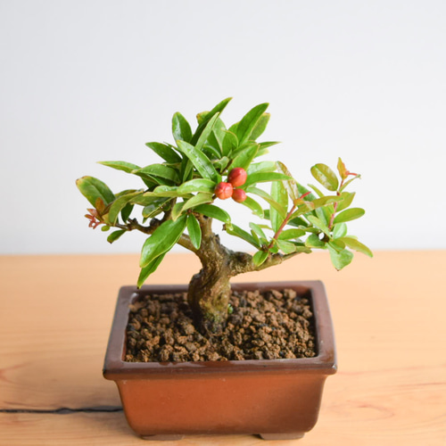 父の日ギフト】ネジカンザクロ no.325 その他インテリア雑貨