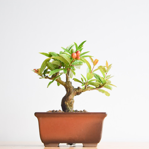 三河盆栽　ネジカンザクロ　盆栽 父の日ギフト】ネジカンザクロ no.325 その他インテリア雑貨 盆栽やす