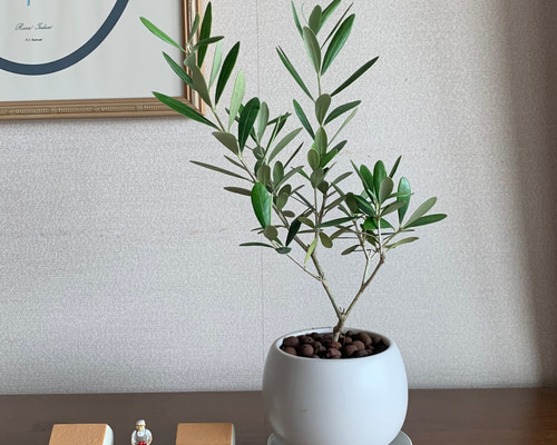 人気の小さな可愛いオリーブの木 その他インテリア雑貨 Toshi 通販