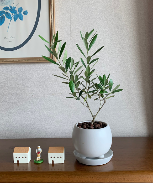 人気の小さな可愛いオリーブの木 その他インテリア雑貨 Toshi 通販