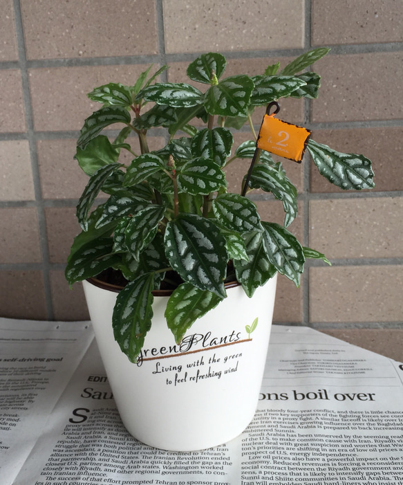 その他観葉植物 TOSHI ハイドロカルチャーの観葉植物 アートフラワー Toshi 通販 2448649