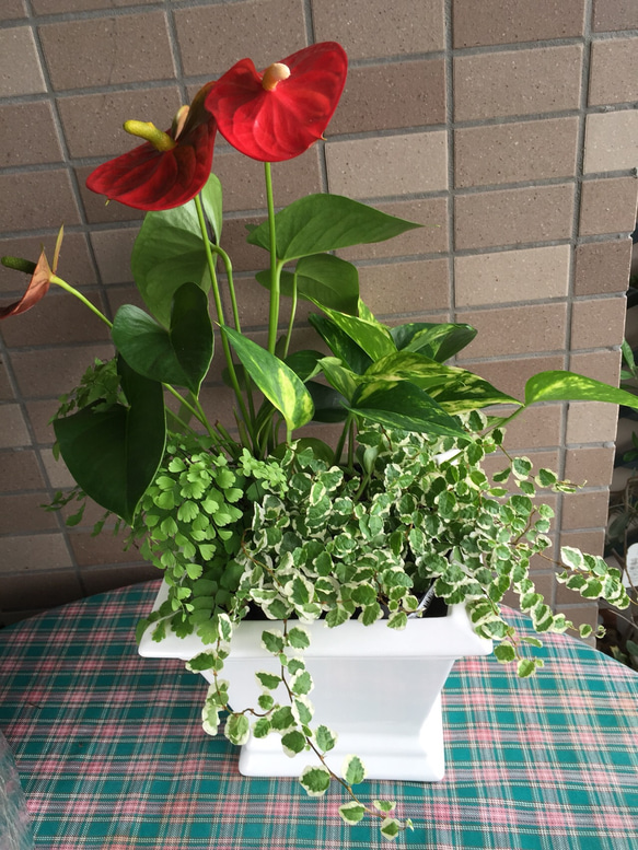 白い陶器の観葉植物寄せ植え 1枚目の画像
