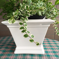 白い陶器の観葉植物寄せ植え 2枚目の画像