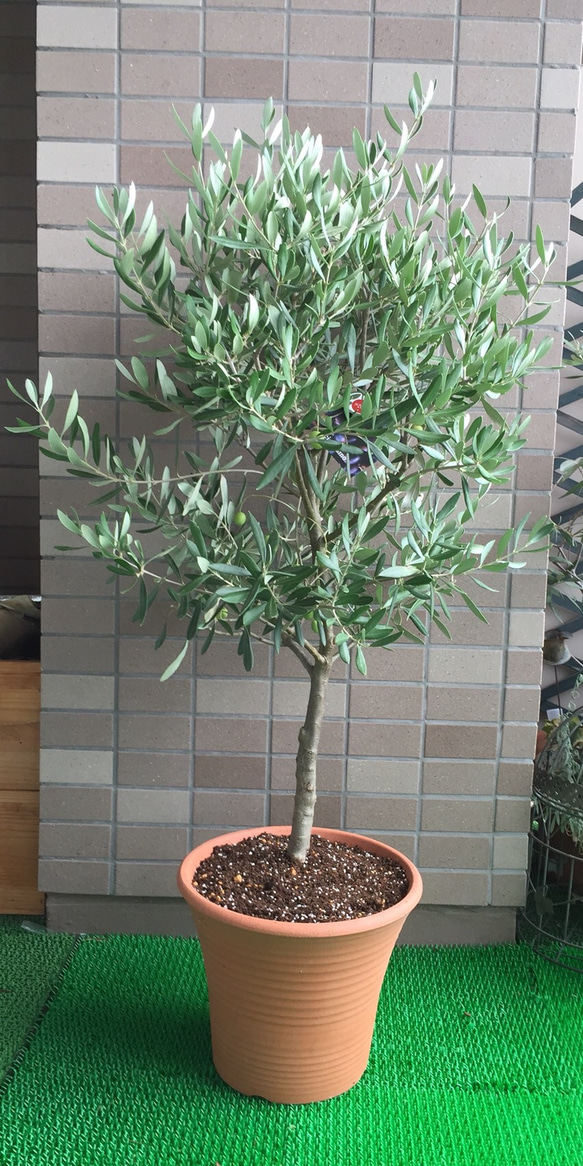 大人気オリーブ、一点もの、剪定済み、育てやすい品種、そのまま飾れる
