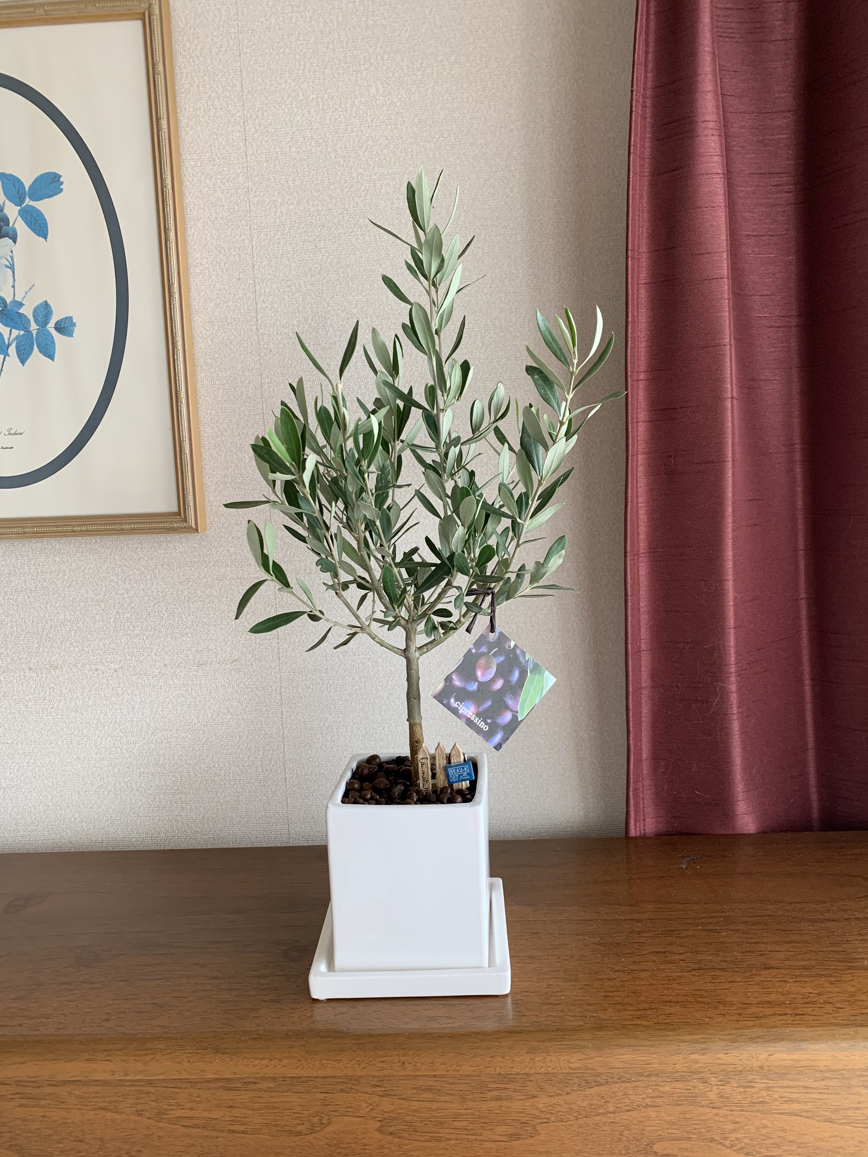 ホワイト容器のオリーブの木