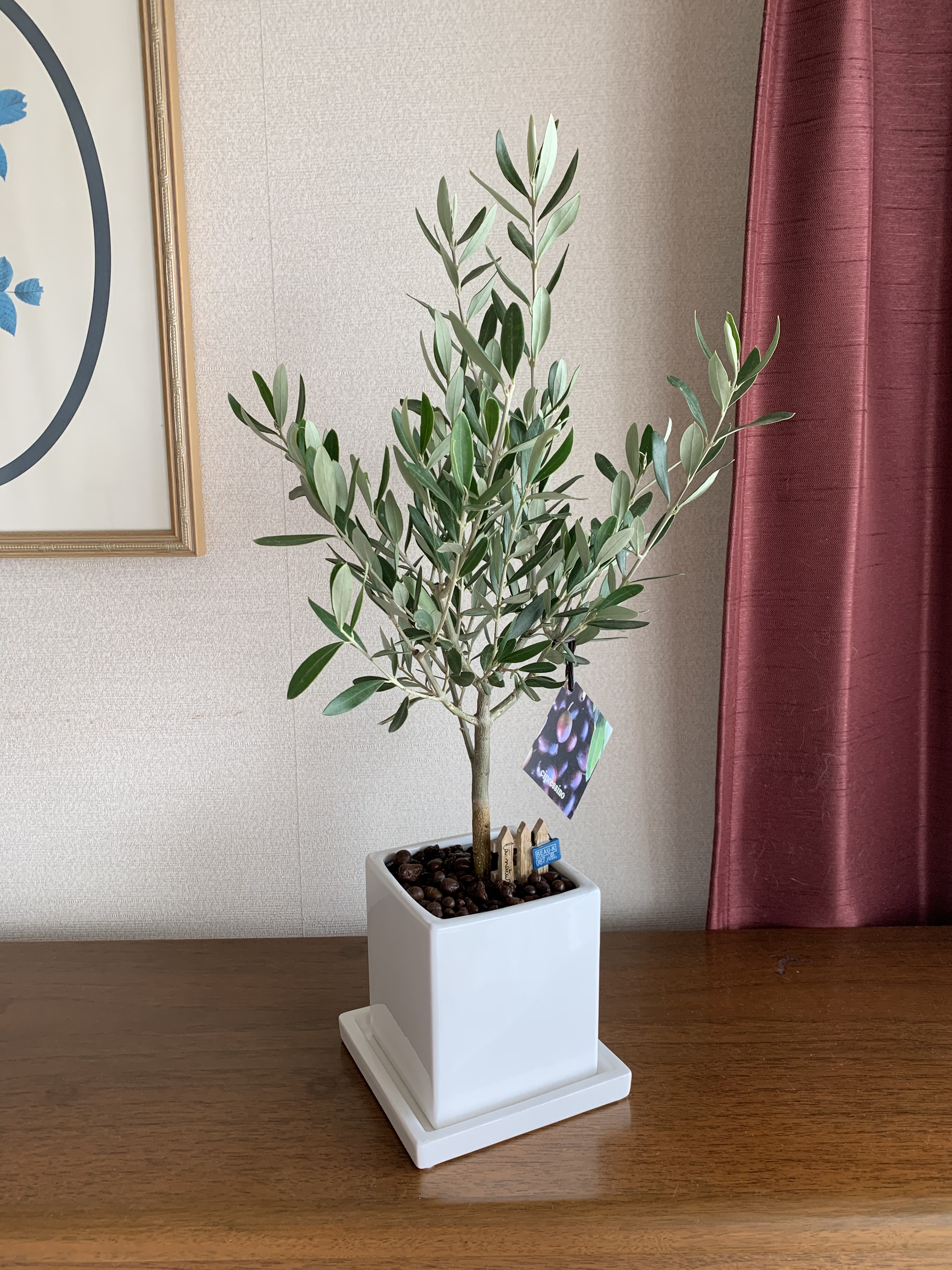 ホワイト容器のオリーブの木