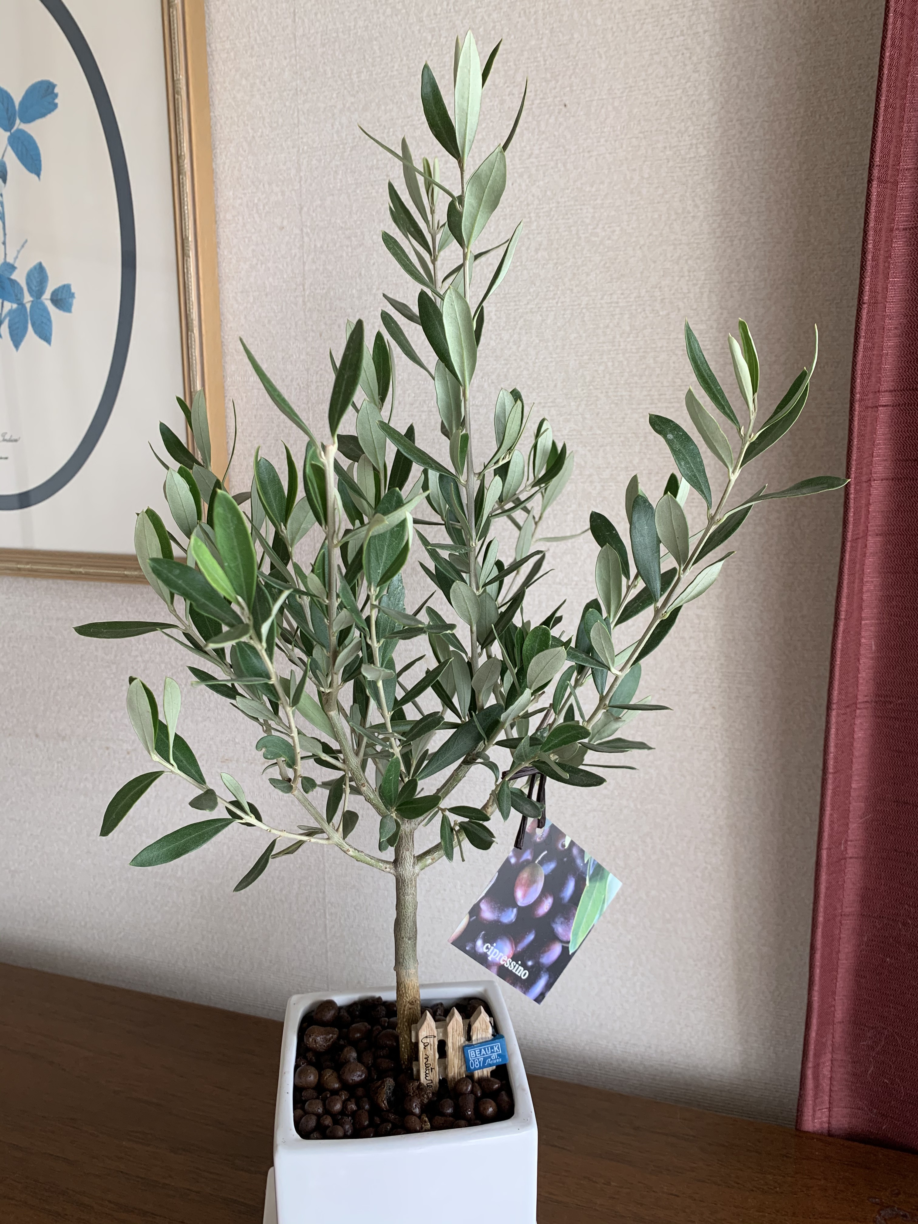 ホワイト容器のオリーブの木