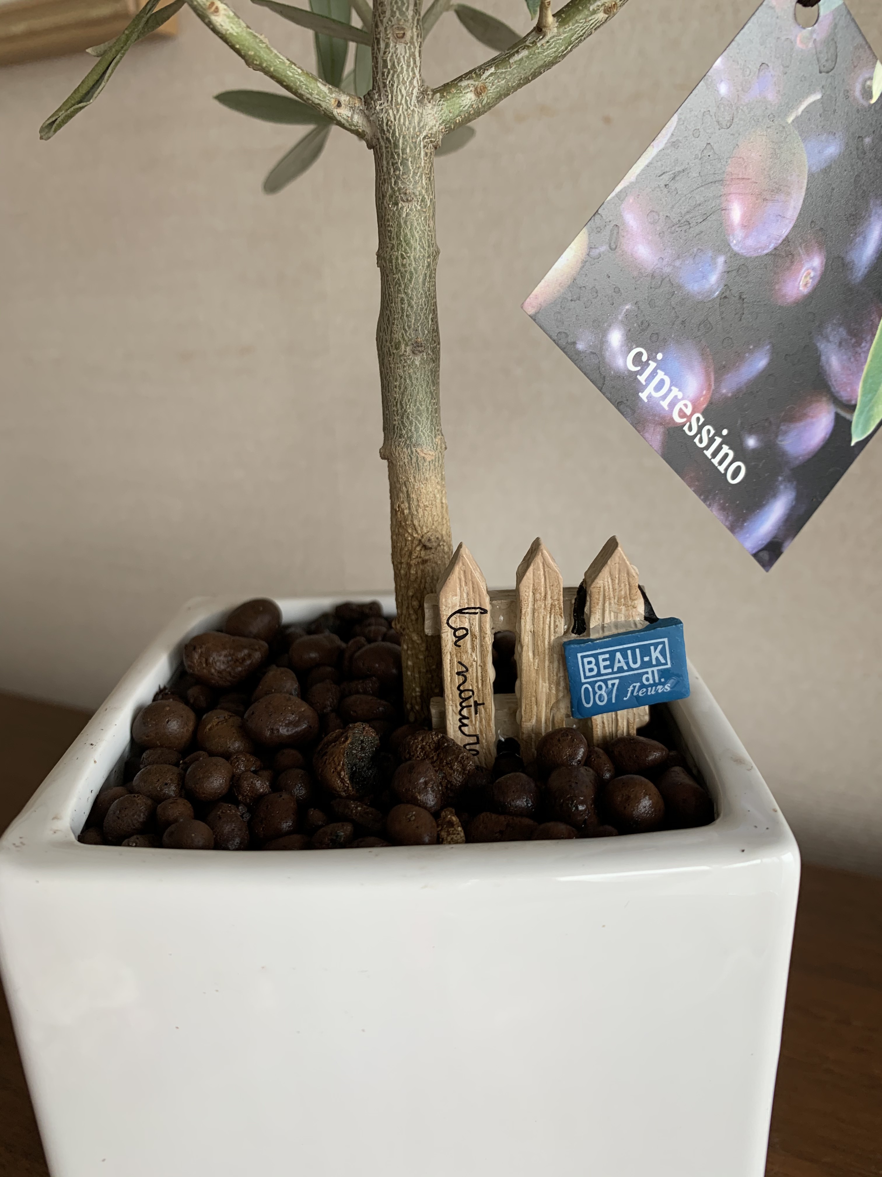 ホワイト容器のオリーブの木