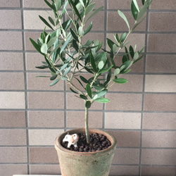 オリーブのモスポット植え（専用受け皿付き） 1枚目の画像