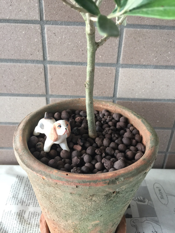 オリーブのモスポット植え（専用受け皿付き） 2枚目の画像