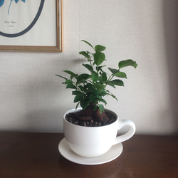 風水パワーのガジュマルを大きなコーヒーカップに植えました！ 5枚目の画像