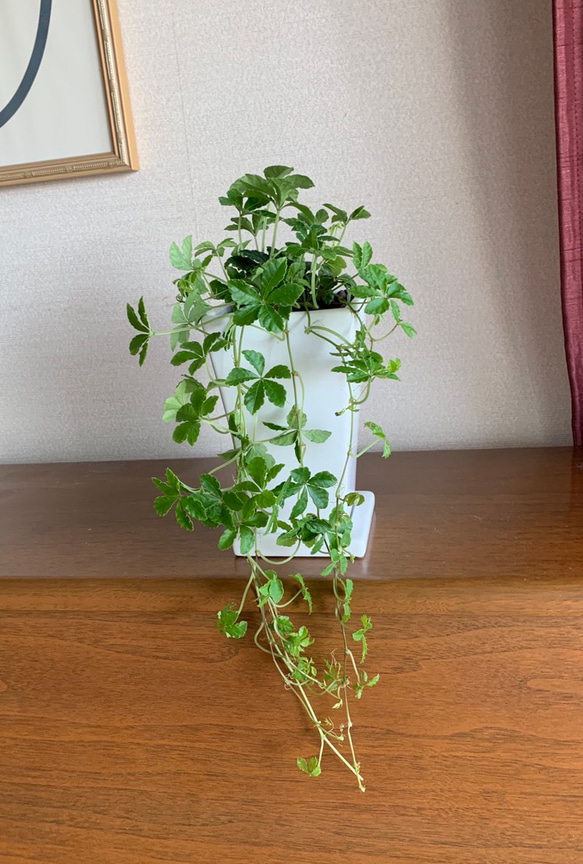 ヘレンド　多彩色オープンシュガー　葉型花柄葉っぱ　　小物入れ　インテリア インテリアグリーンの可愛いシュガーパインがオシャレです