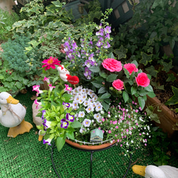 初夏の可愛い小花いっぱいの寄せ植え（フラワースタンド付き） 3枚目の画像