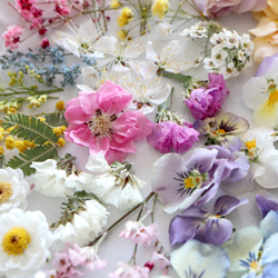 ❁春爛漫のお花BOX❁﻿（１５種類以上のお花セット） 5枚目の画像