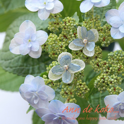 ホワイトとブルーの紫陽花の重ねイヤリング 4枚目の画像