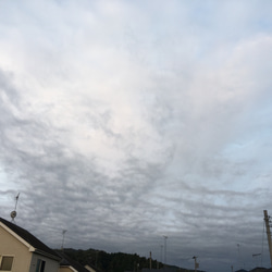 不思議写真　猫系動物？雲 2枚目の画像