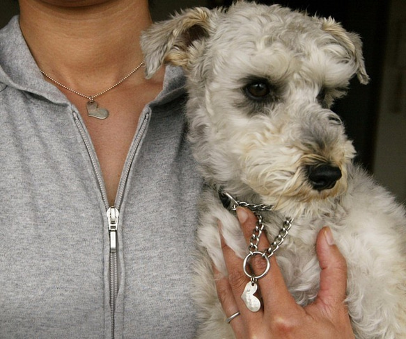 ハーフチョーク 首輪 とは? 