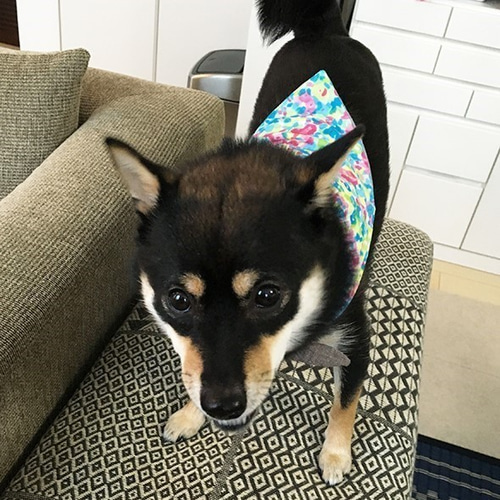 犬服】苺チョコボーダープードルファー 馬鹿馬鹿しく
