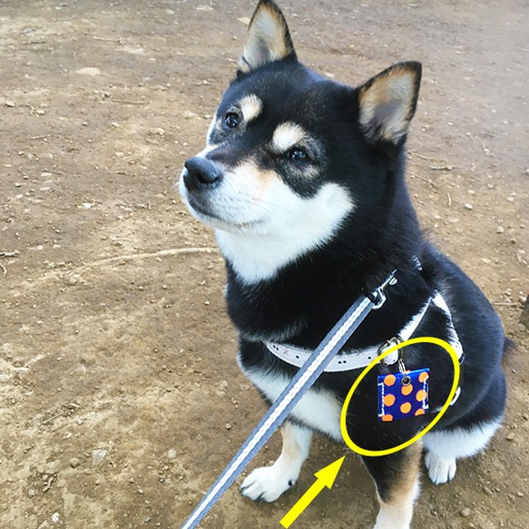 本革 ポルカドット 犬の鑑札入れ タグカバー スクエア ★ メタリックブルー オレンジ 狂犬病 ドッグタグ 手縫い 4枚目の画像