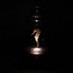 タツノオトシゴ 乾燥標本 LEDランプ ライト B003 2枚目の画像