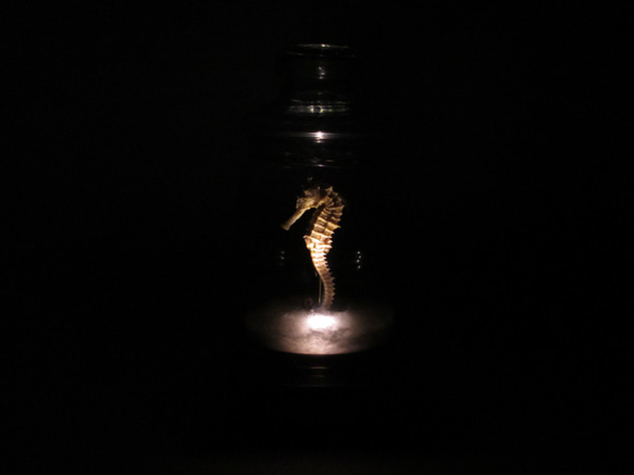 タツノオトシゴ 乾燥標本 LEDランプ ライト B003 2枚目の画像