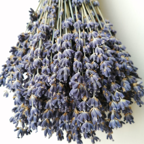 ラベンダーのドライフラワースワッグ1束 ドライフラワー viento 通販