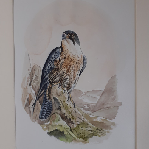 水彩画 ハヤブサ 絵画 makochin 通販 12192391｜Creema(クリーマ)