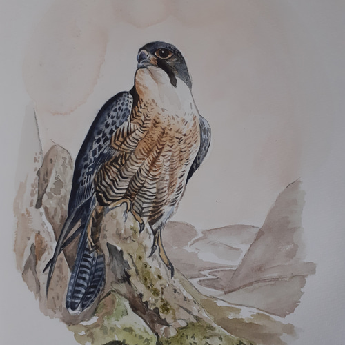 水彩画 ハヤブサ 絵画 makochin 通販 12192391｜Creema(クリーマ)