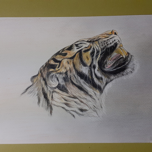 色鉛筆画 タイガー 絵画 makochin 通販｜Creema(クリーマ) 12194568