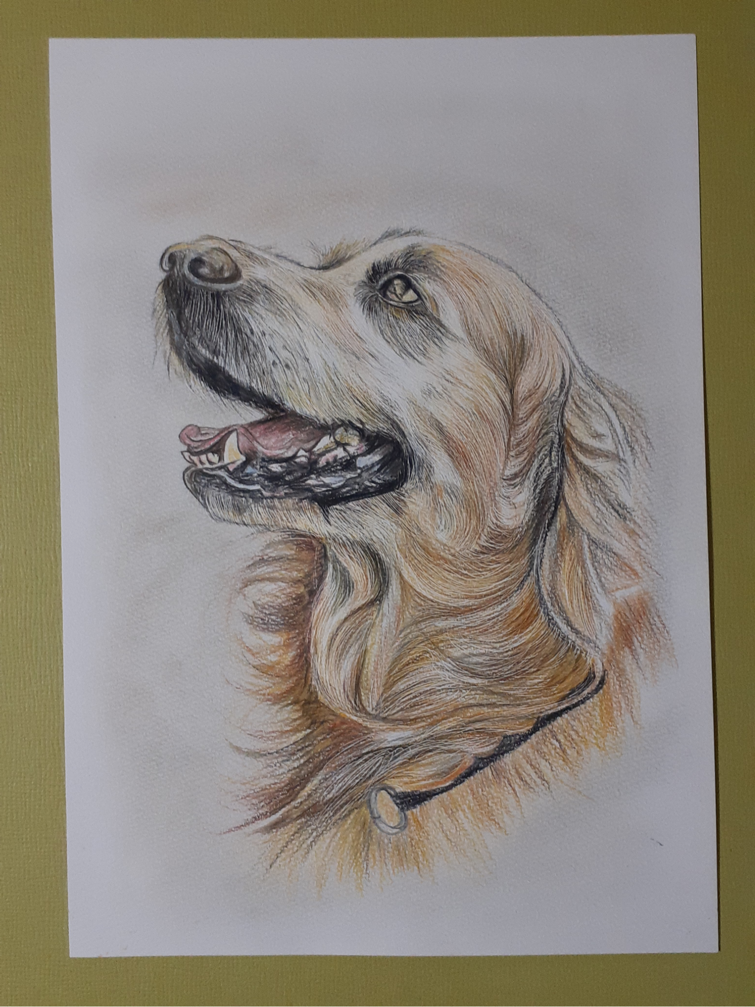 ドローイング　パステル画　犬　イヌ　ゴールデンレトリバー　絵画　色鉛筆画　原画