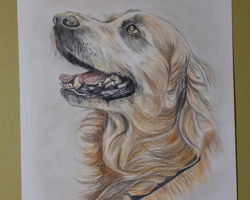 ドローイング パステル画 犬 イヌ ゴールデンレトリバー 絵画