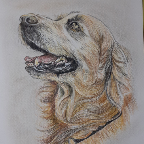 色鉛筆画 ゴールデンレトリバー 絵画 makochin 通販 12196119｜Creema