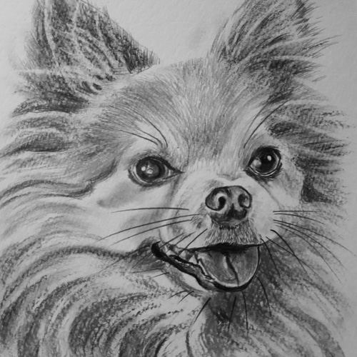 B5サイズ チワワ 鉛筆画 原画 - CORONCHAN35'S GALLERY | minne