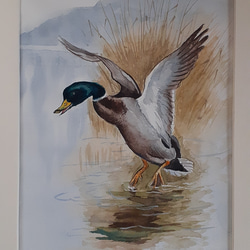 水彩画　　タイトル【　鴨　】鳥の羽に鴨の絵が描かれてます。壁掛け額装　直筆サイン 水彩画 タイトル【 鴨 】鳥の羽に鴨の絵が描かれてます。壁掛け