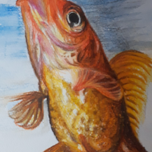 色鉛筆画 金魚 絵画 makochin 通販 12689269｜Creema(クリーマ)
