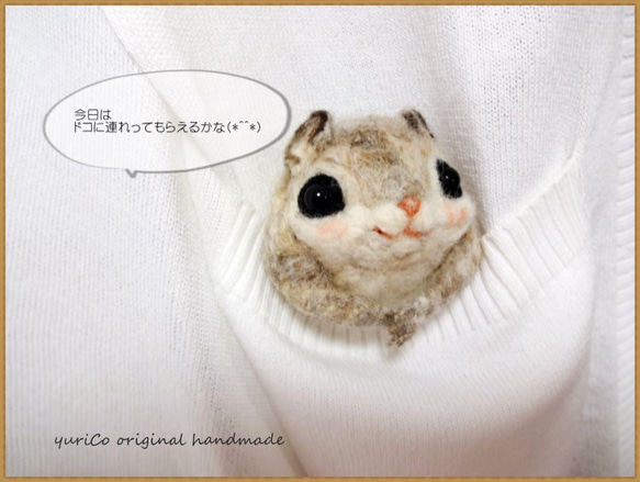 癒しの妖精✿momoちゃん ポケットの中からちょこんと顔出し
