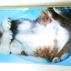 一週間だけの特価品  送料無料 子猫の長財布 1枚目の画像