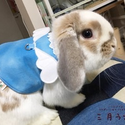 うさぎ用布製スタイ型エリザベスカラー ペット服・アクセサリー