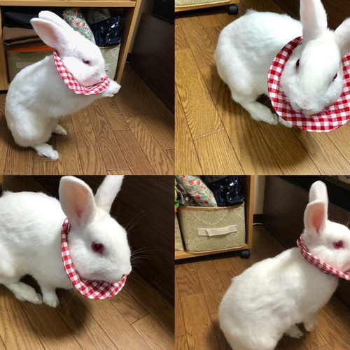 うさぎ用カラー／スタイ　セミオーダー用 うさぎ用布製スタイ型エリザベスカラー ペット服・アクセサリー