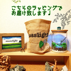 ☆受注生産☆mosslight 泉の森の月灯り フォレストリトルハウス  テラリウムインテリアライト 4枚目の画像